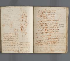 Botanique. Carnet G, ms 2178, f. 34v/35r © Bibliothèque de l'Institut de France Botanique. Carnet G, ms 2178, f. 34v/35r © Bibliothèque de l'Institut de France