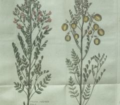 Putešestvìe po raznymʺ provincìâmʺ Rossīĭskago gosudarstva / P. S. Pallasa Vʺ Sanktpeterburgě : pri Imperatorskoj Akademìi naukʺ, 1788. T III tab Bb Putešestvìe po raznymʺ provincìâmʺ Rossīĭskago gosudarstva / P. S. Pallasa Vʺ Sanktpeterburgě : pri Imperatorskoj Akademìi naukʺ, 1788. T III tab Bb
